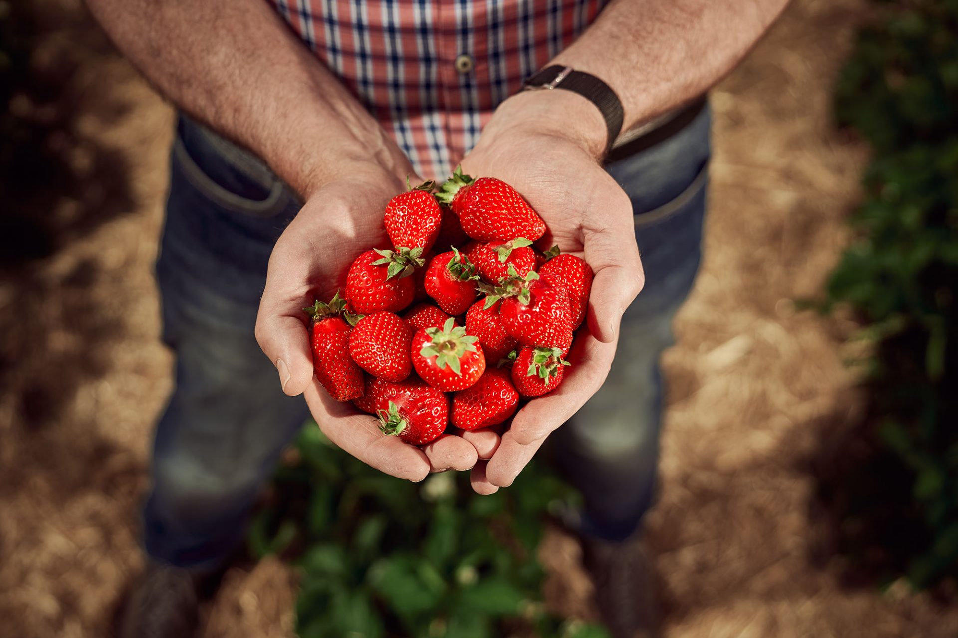 Produktfotografie von Erdbeeren © Offenblende / Lukas LUKD