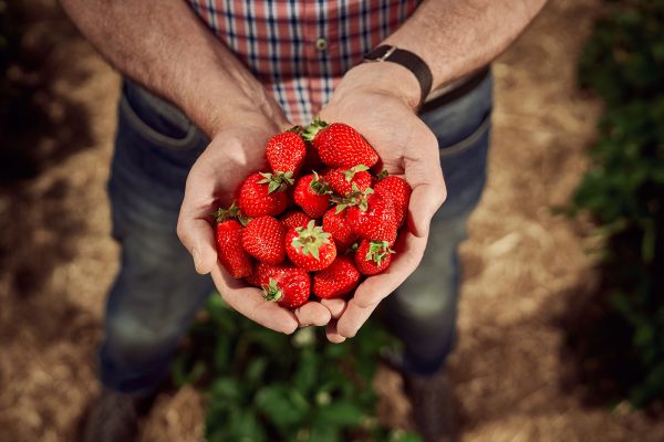 Produktfotografie von Erdbeeren © Offenblende / Lukas LUKD Produktfotografie von Erdbeeren © Offenblende / Lukas LUKD